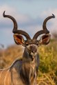 066 Kruger National Park, koedoe